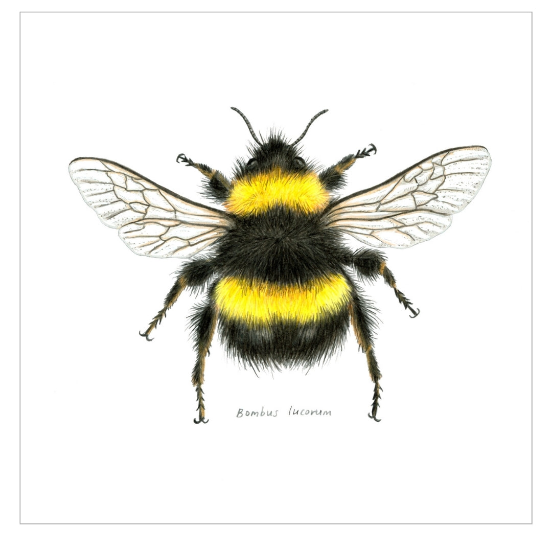 Bombus Lucorum fine art print SQUARE small