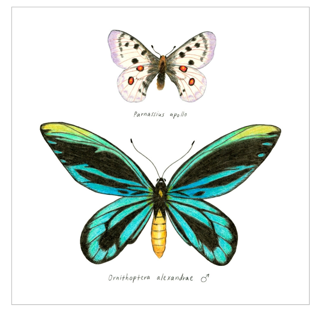 Butterflies I fine art print SQUARE small